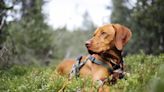 Hunting Dog Breeds: Good Sporting Dogs for Hunting All Game