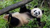 La pareja de osos pandas ya se ‘aclimata’ a su nuevo hogar en el Zoológico de San Diego