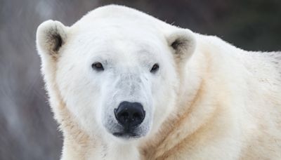 Polar bear at Calgary Zoo died by drowning following 'crushing' injury