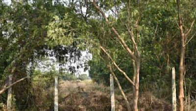 US woman found chained to tree in Sindhudurg forest had visited Mumbai in June: Police