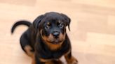 Rottweiler Puppy’s ‘Extremely Scary Bark’ Is Total Cuteness Overload