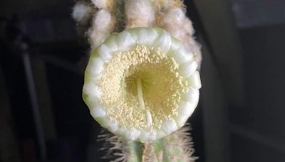 Rising seas cause 1st US plant extinction; rare Key Largo cactus gone