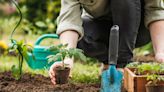 Potager : plantez ces légumes avant mi-juillet pour d’incroyables récoltes savoureuses