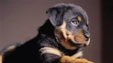 Rottweiler Puppies: Cute Pictures And Facts