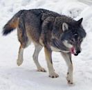 Eurasian wolf