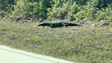 Massive lizard spotted strolling in Florida: 'It was huge'