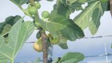 Fig trees need ample water while producing fruit