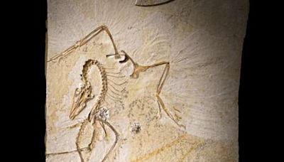 Dino-might: Field Museum’s Archaeopteryx may be the ‘most important fossil ever’