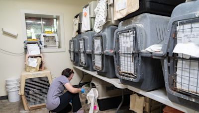 Austin Wildlife Rescue taking in 76 baby birds orphaned, injured by Hurricane Beryl