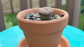 Dakota Gardener: Lithops, a unique and low-maintenance succulent