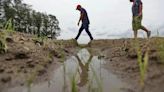 Crece la crisis del agro en Brasil en medio de las inundaciones, la polémica por el arroz importado y la competencia de Argentina