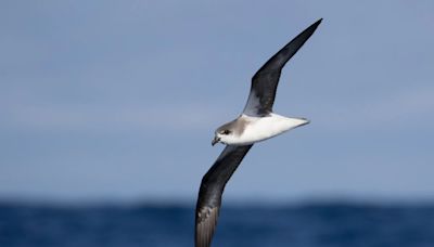 Most birds avoid hurricanes. This species chases them, scientists say.