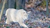 Bobcat sighting inside Columbia city limits? It's possible, says conservation biologist