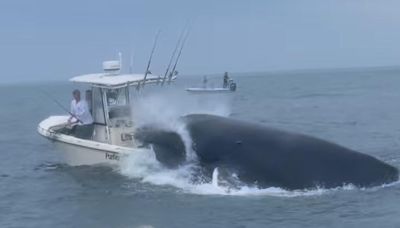 Whale breaches and lands on boat capsizing it sending fishermen flying