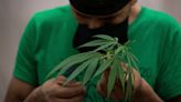 Cannabis Industry Fired Up About Possible DEA Reclassification