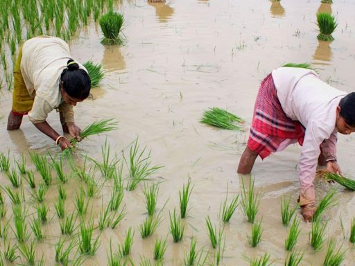 Maharashtra sees 1,267 farmer suicides since Jan this year; Amravati division worst hit