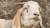 A Texas man bought a home, only to discover that a squatter and a 'pretty big goat' were living there. When he tried to get in months later, the goat attacked his dad.