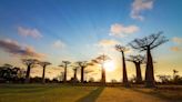 How Baobabs Conquered the World From Madagascar