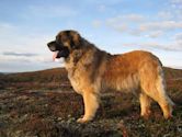 Leonberger