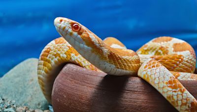 Why the Corn Snake Is the Perfect Pet For Reptile Enthusiasts