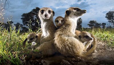 Animal Planet's Meerkat Manor Getting Animated Adaptation