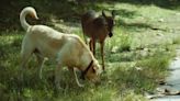 Dog & Deer Take a Stroll Together Through Iowa City