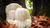 Lion's Mane spores 450% Google search growth