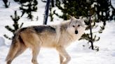 House Votes to Delist Gray Wolves, Block Lead Ammo Bans, End Boundary Waters Protections, and Overturn BLM Rule