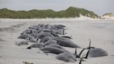 Fears orcas may have caused stranding that left 77 pilot whales dead