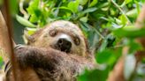 Berry the two-toed sloth hanging out at the Oregon Zoo