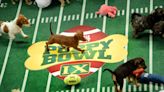 How 20 Years of Puppy Bowl Has Changed Pet Adoption: 'People Understand More Because of Puppy Bowl'