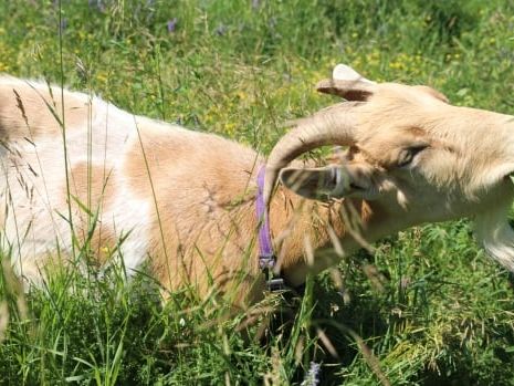 Are goats the G.O.A.T. for mowing invasive weeds? | CBC News