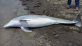 Dolphin found shot dead on beach - with 'multiple bullets' lodged in body