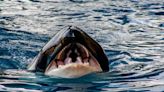 Task force hunt White Gladis & lieutenants after yachts smashed in Gibraltar