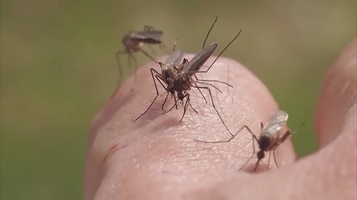 Harris County reports first positive West Nile virus mosquito sample for the year