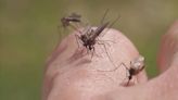 Harris County reports first positive West Nile virus mosquito sample for the year