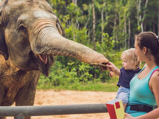 Elephant Returns Child's Shoe After It Falls Into Zoo Enclosure in Moment of Pure Sweetness