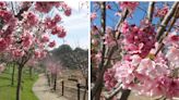 Festival de Cherry Blossom en el Jardín Japonés en Balboa Park está de regreso