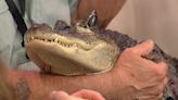 Pennsylvania man's emotional support alligator goes missing in Georgia