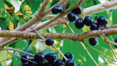 Jamun plucking leading to injuries