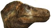 A kissable Tyrannosaurus rex? Scientists now think lips hid dinosaur's razor-sharp teeth