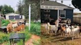 ¡Increíble! Rentan cabras en San Diego para limpiar patios