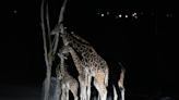 Benito the giraffe arrives at new home after year of solitude in Juárez