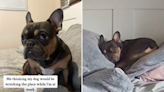 Owner reveals unexpected way French bulldog spends day while she's at work