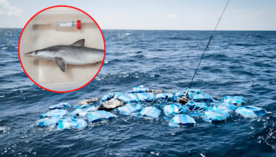 Tiburones en Brasil dan positivo a cocaína y evidencian la contaminación por drogas en el mar