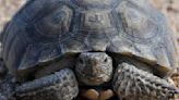 Mojave desert tortoise officially joins California's endangered list