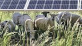 Ames Electric’s solar project is receiving some mowing help this summer from local sheep