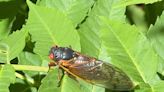 STD fungus that turns cicadas into ‘zombies’ detected in Midwest