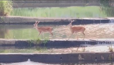 關西牛欄河親水公園 驚見2隻梅花鹿漫步、戲水