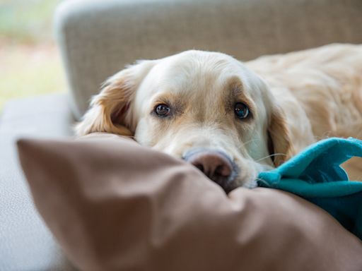 Golden Retriever Spooks Himself and Chihuahua Sibling As He Wakes Up From Wild Dream